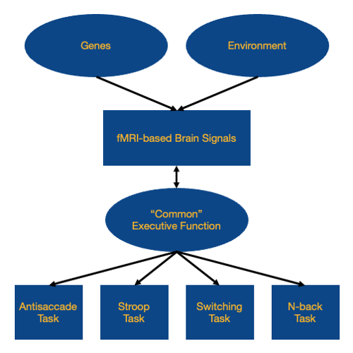 theoretical model of brain-behavior relationships and etiology